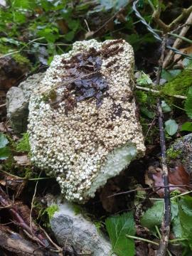 Sanacija črnega odlagališča – Banova jama 075